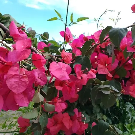 Daire Alexandra's Garden